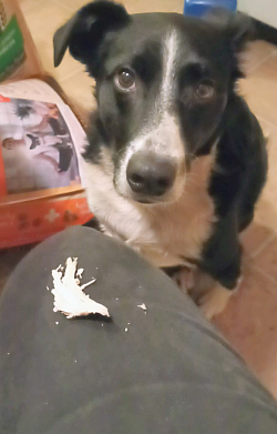 Jasper showing off his 